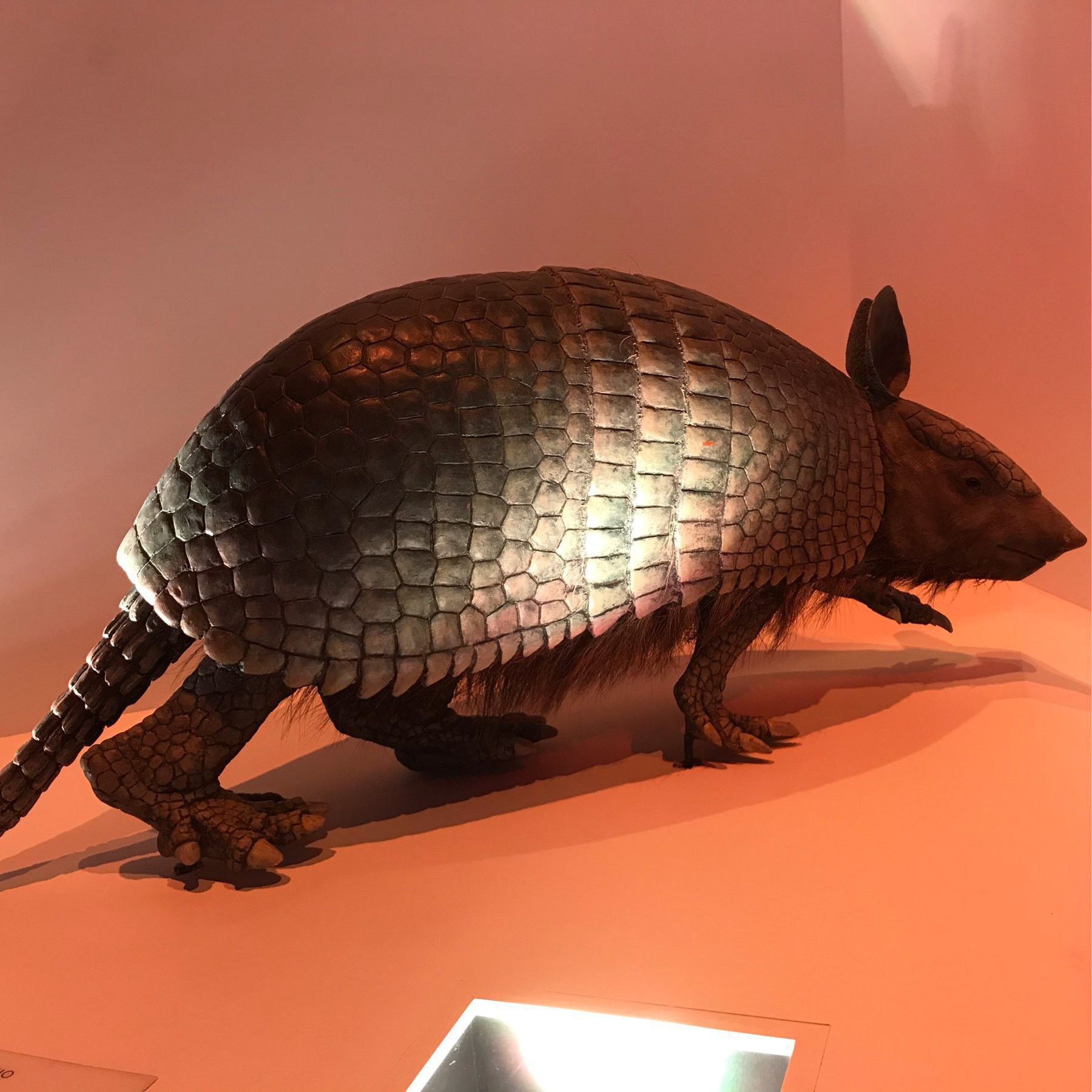 armadillo with fur coming out from under its shell