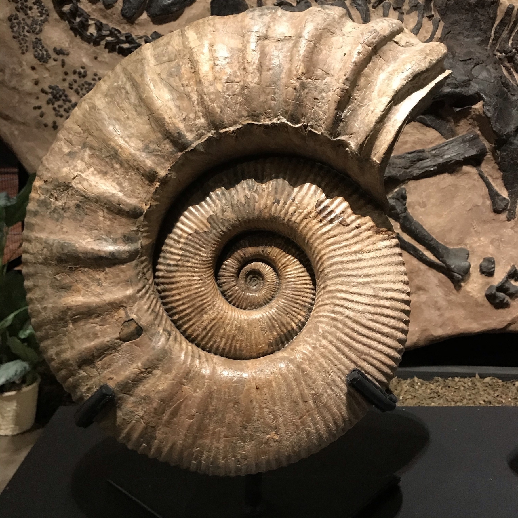 Ammonite in the shape of a spiral