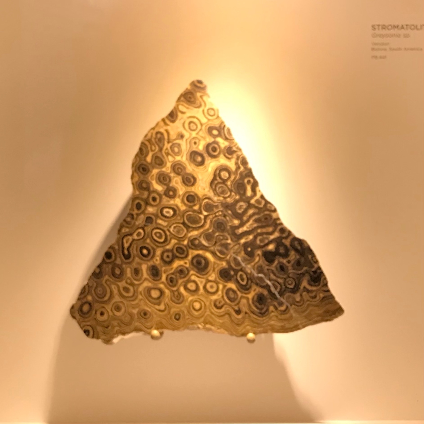 Stromatolite in a triangular shape with swirling circles inside