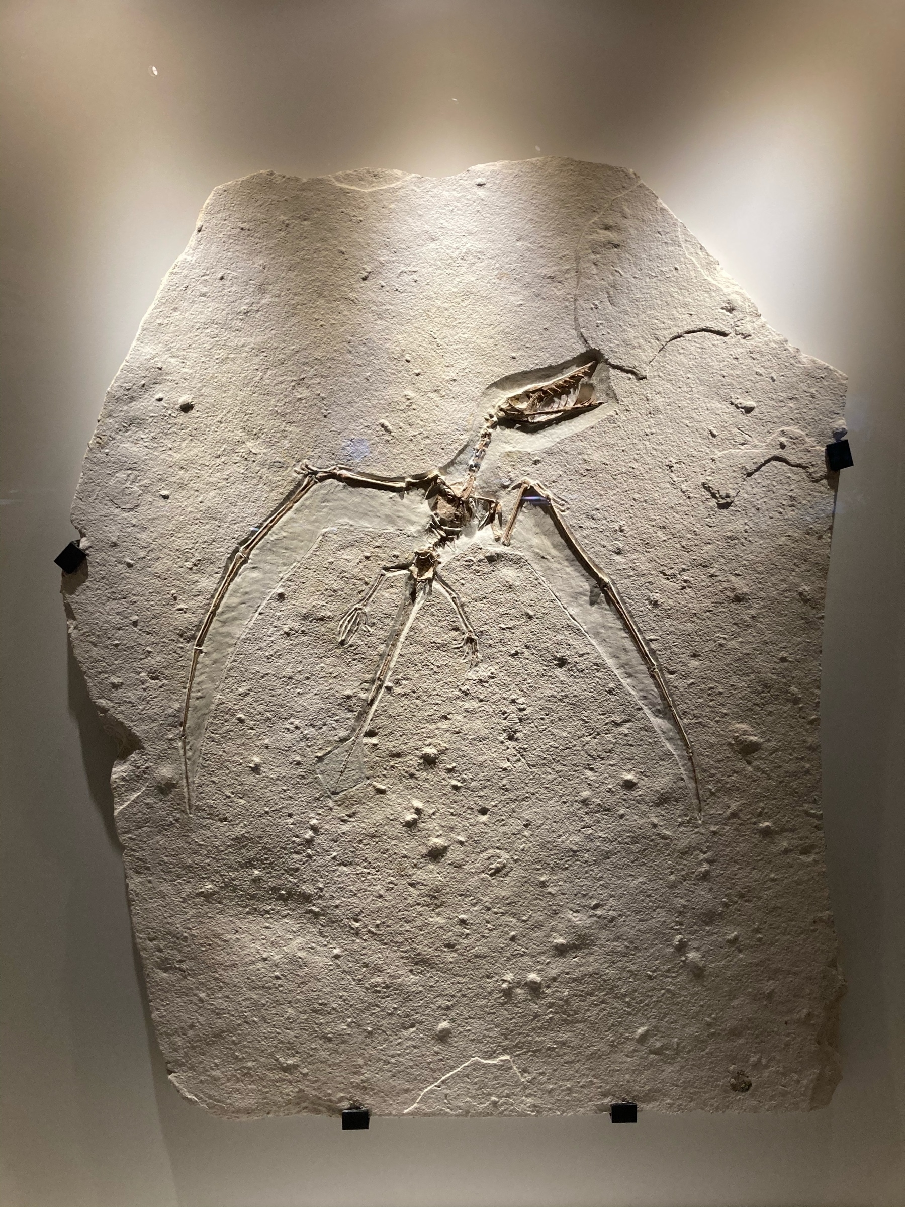 Image of an impression fossil of a pteradactyl